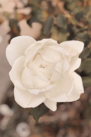 Любовь надолго